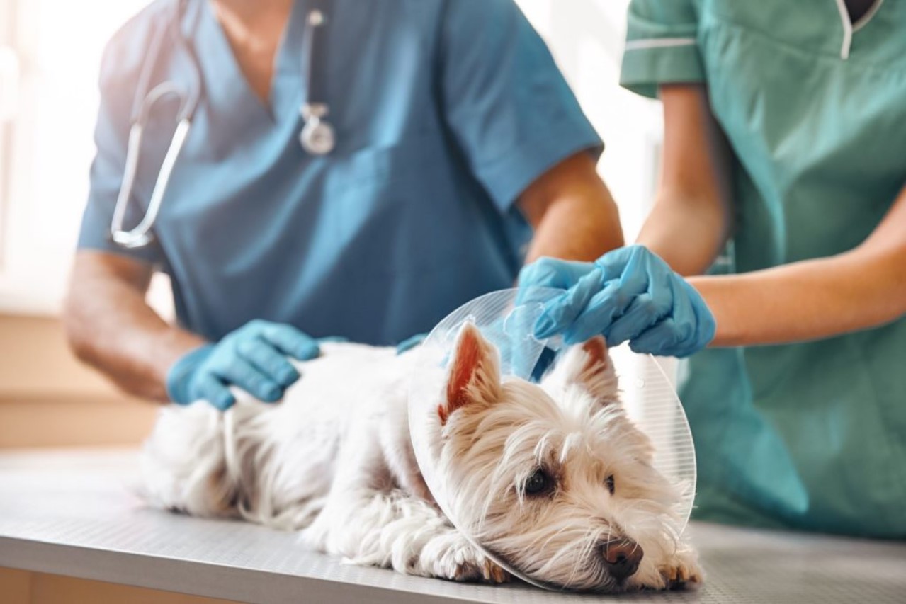 Career for Animal Lovers: How to Become a Vet Tech - Careerbright.com